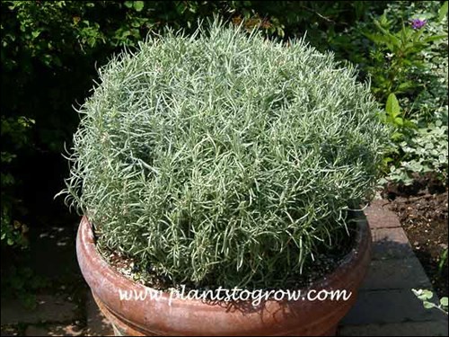 This plant was labeled as Helichrysum Curry Plant and may or may not be the dwarf form.